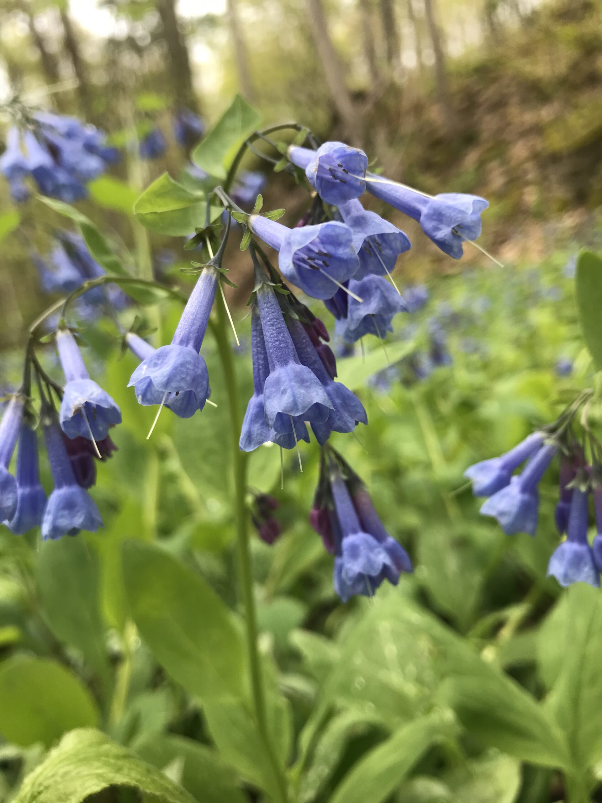 Wildflowers and Spring Ephemerals